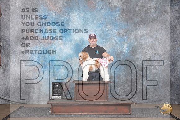 Poodle Miniature #17983 BIS Fri Judge Donald Trump__JP_2424_LongviewTX_2024_HR3