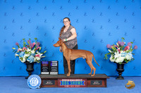 Pharaoh Hound #9 SAT WD BOB OHBOB Judge Douglas Johnson