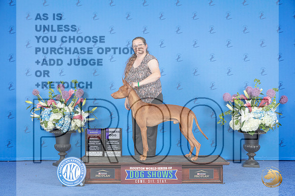 Pharaoh Hound #9 SAT WD BOB OHBOB Judge Douglas Johnson__JP_9931_Houston_2024_HR3