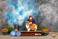 Shetland Sheepdog #8 Thurs WB Judge David Bolus r