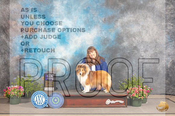 Shetland Sheepdog #8 Thurs WB Judge David Bolus r_MJ_0002_SA_2022_HR3