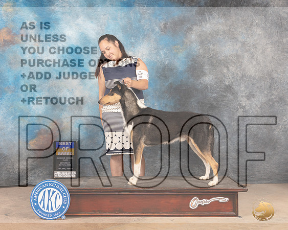 Smooth Collie #5 Sat BOB Judge Pat Trotter-MMJ_3934-Abilene2022-HR3