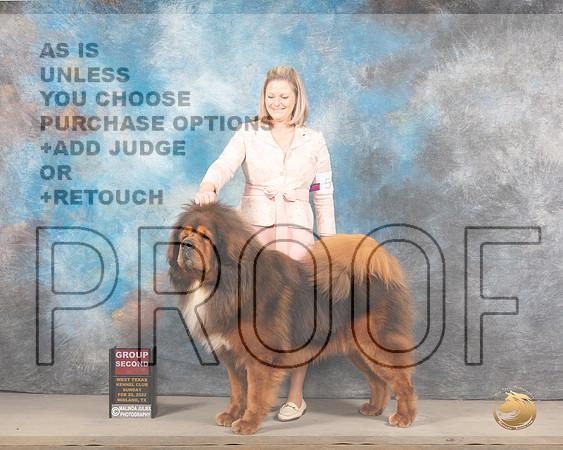 Tibetan Mastiff #5 Sun G2 Judge Judy BrownMMJ_5788_Mdlnd2022_HR3
