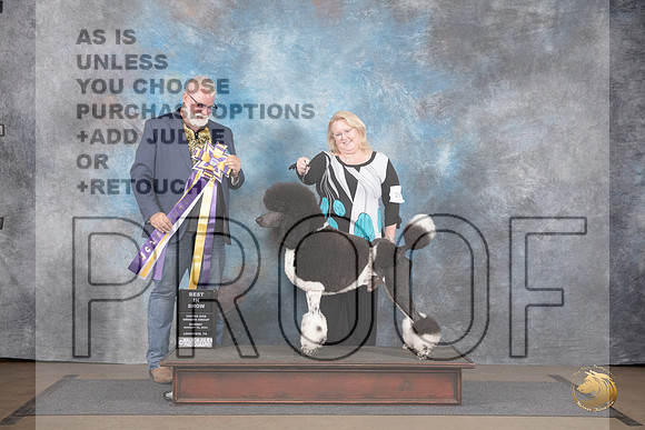 Poodle Standard MC #212 Sun BIS Judge Matthew Proctor__JP_2997_LongviewTX_2024_HR3