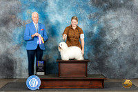 Coton #17 Sun WBBOWBOB Judge Dr Steve Keating
