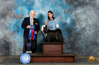 Tibetan Terrier #5 Sun RBIS Judge Gerard Penta