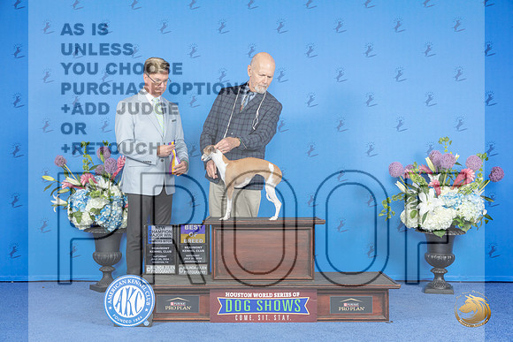 Italian Greyhound #16 SAY WB BOW BOB NC M Judge Douglas Johnson__JP_0016_Houston_2024_HR3