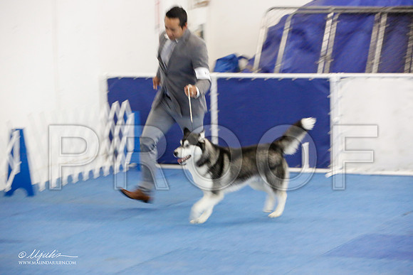 _M3_9665-AddisonHuskyMar2015-HR3