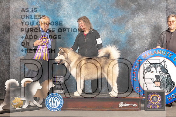 Alaskan Malamute #19 WED BISS Judge John Wade_MJ_2522_Houston_2022_HR3