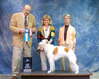 Silken Windhound Sun S2 New Grand Champion Altered
