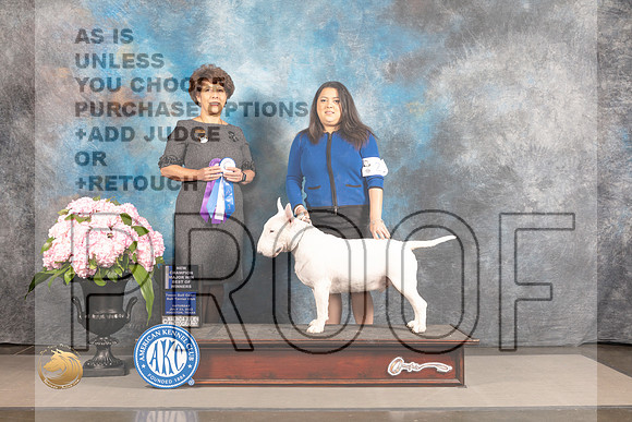 Bull Terrier #21 SAT NCH WBOW Judge Debra Guerrero_MJ_6685_Houston_2022_HR3