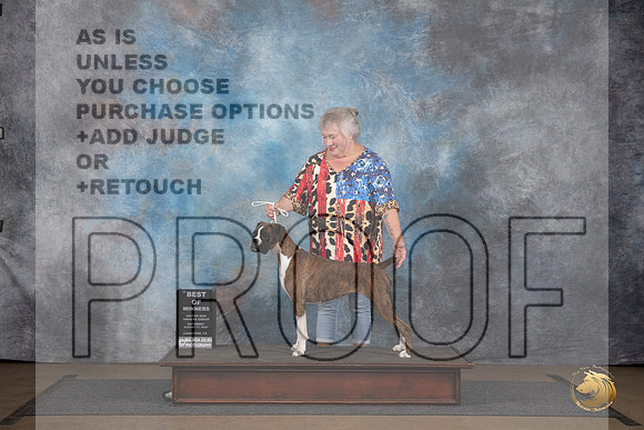 Boxer #474 Sat BOW Judge Brenda Landers__JP_3072_LongviewTX_2024_HR3