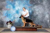 German Shepherd Dog #? Oscar Queen