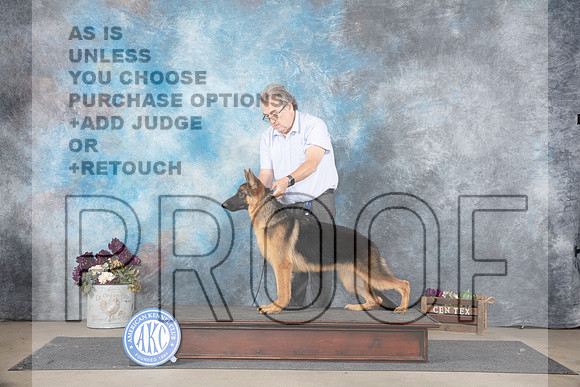 German Shepherd Dog # Oscar Queen__JP_7164_Belton_2024_HR3