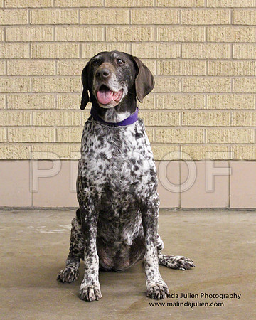GSP-0164