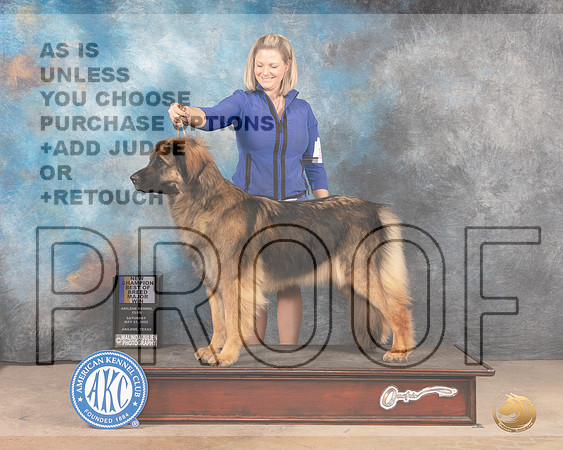 Leonberger #12 Sat BOBCh Judge Thomson Standfield Jr-MMJ_3783-Abilene2022-HR3