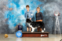 Border Collie #5 Thur WDCh Judge Sharon Derrick