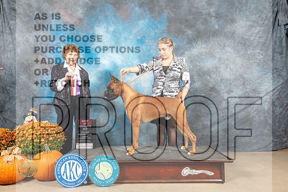 Boxer #7 Sun WDBOS Judge Donnelle Richards_MJ_6528_Belton_2022_HR3