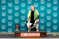 Miniature American Shepherd #711 Sun G2 Judge Tina Camp