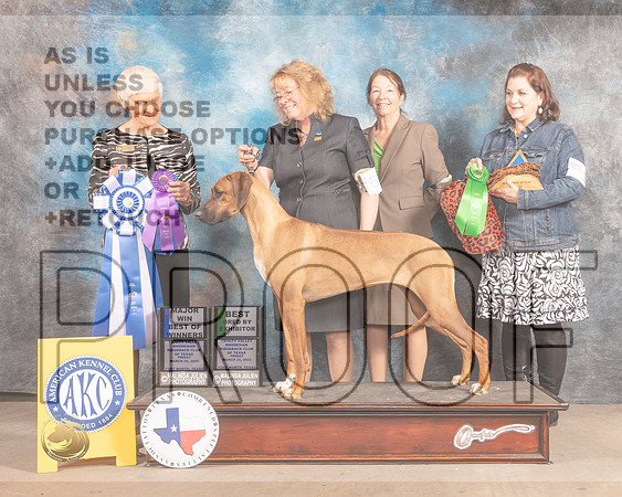Rhodesian Ridgeback #52 BOWBBX Judge Pluis Davern-MMJ_7223-FW2022-HR3