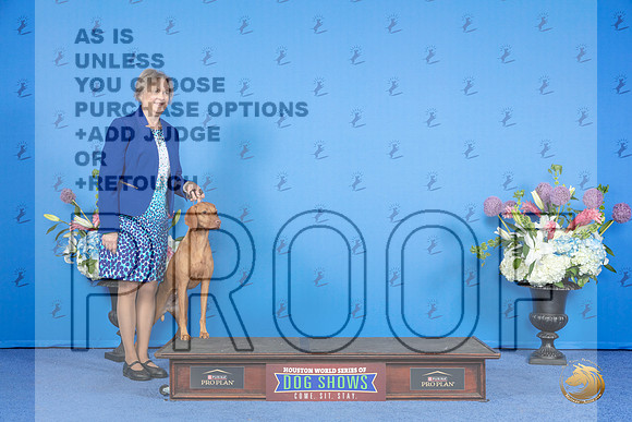 Vizsla SUN CUSTOM family addition__JP_0495_Houston_2024_HR3
