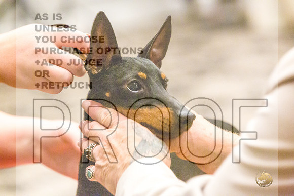 Manchester Terrier MTOY Candids-JJL_2375-Hstn2022_HR3