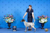 German Shorthaired Pointer #28 FRI BOB NGC Judge Ann Yuhasz