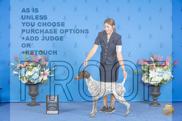 German Shorthaired Pointer #28 FRI BOB NGC Judge Ann Yuhasz__JP_8773_Houston_2024_HR3