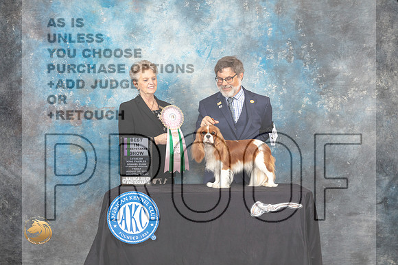 Cavlier King Charles Spaniel #16 Fri2 BISweeps Judge Diane Price_MJ_9847_HstnTOY_2022_HR3
