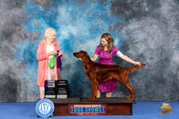 Irish Setter #7 WED WD Judge Nancy Liebes