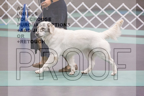 Golden Retriever Rings Fri Ring 1_JJL_5448_UKCLNGVIEWOCT2024_2024_HR3