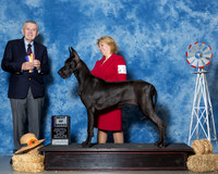 Great Danes #10 Sun G3 & BOB Sherrell Rammy Karen Sack