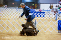 Spaniels Cocker ASCOB Sat Ring