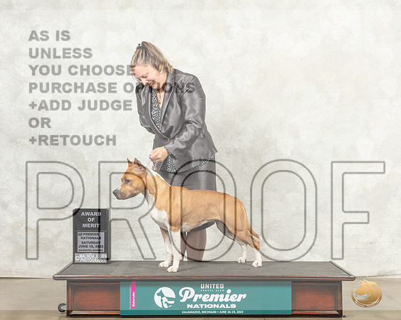 American Pit Bull Terrier #548 Sat AOM Judge Jeanne Heger__MJ_8408_Premier_2022_HR3