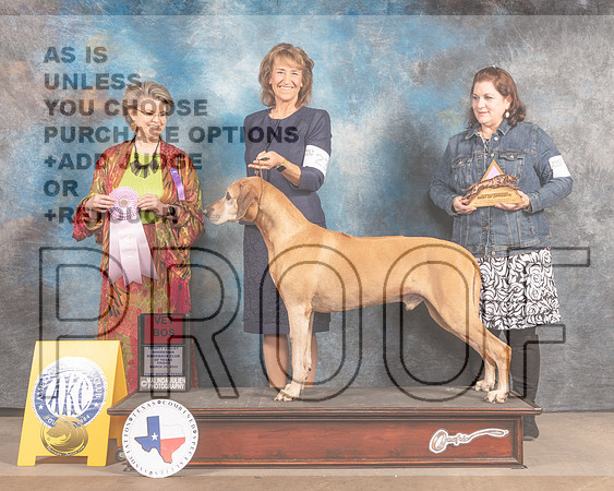Rhodesian Ridgeback #23 Fri BOSSweeps Judge Cynthia McFadden-MMJ_6876-FW2022-HR3