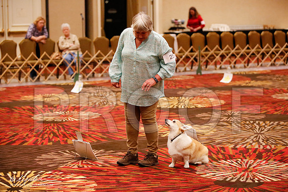 _JJ_7239-HstnCorgiFeb2015-HR3