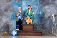Pomeranian #19 Sun G1 Judge Rodney Merry