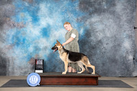 German Shepherd Dog #8 Sat WBBOS Judge Del Richards
