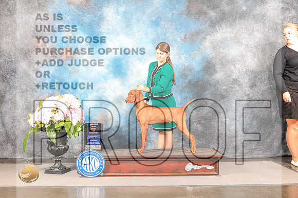 Vizsla #33 SUN WD BOW Major Judge Barbara AldermanVizsla #33 SUN WD BOW Major Judge Barbara Alderman_MJ_8156_Houston_2022_HR3_Houston_2022_HR3