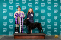 Cane Corso #112 Wed VB Judge Joseph Gudry