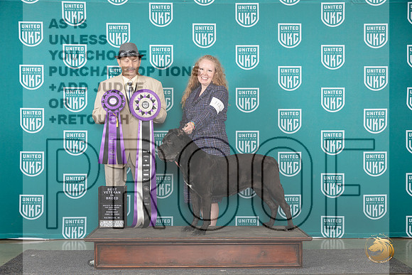Cane Corso #112 Wed VB Judge Joseph Gudry__JP_0463_Premier_2024_HR3