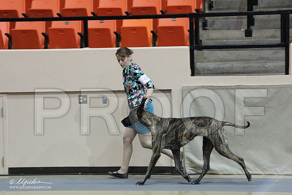 GreatDane-0457LR