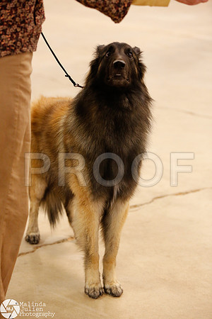 HERDING-9936-Waco14-HR