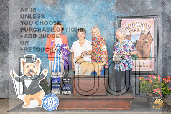 Norwich Terrier #38 Sat WBBOWM Judge Cathy Thompson-Morgan__JP_5383_San Antonio_2024_HR3