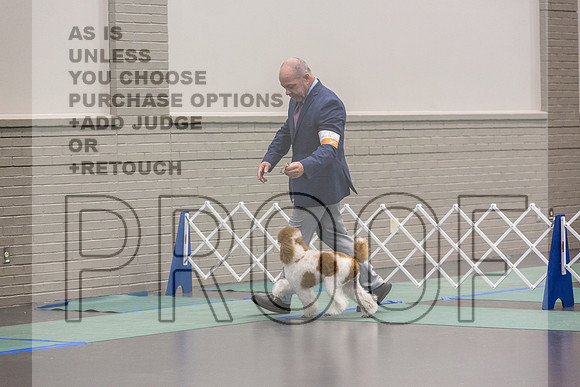 Poodle Std MC Ring Sat_JJL_8708_UKCLNGVIEWOCT2024_2024_HR3