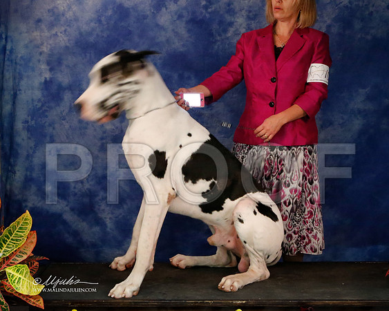 Dane-9029-NormNov2013-HR