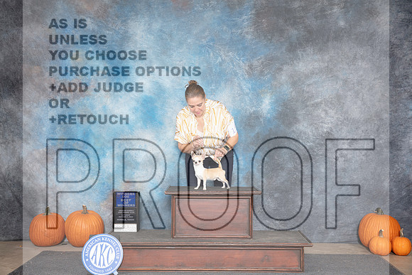 Chihuahua Smooth #15 Sat WDBOW Judge Raymond Filburn__JP_8608_Humble_2024_HR3