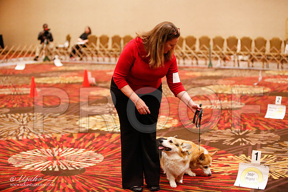_JJ_7877-HstnCorgiFeb2015-HR3