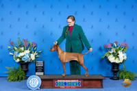 Vizsla #40 THUR SB Judge Wood Wornall