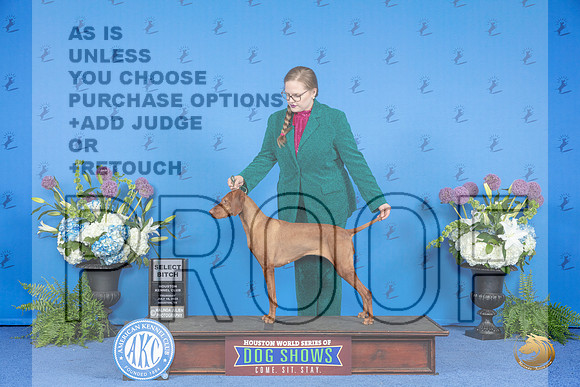 Vizsla #40 THUR SB Judge Wood Wornall__JP_8084_Houston_2024_HR3